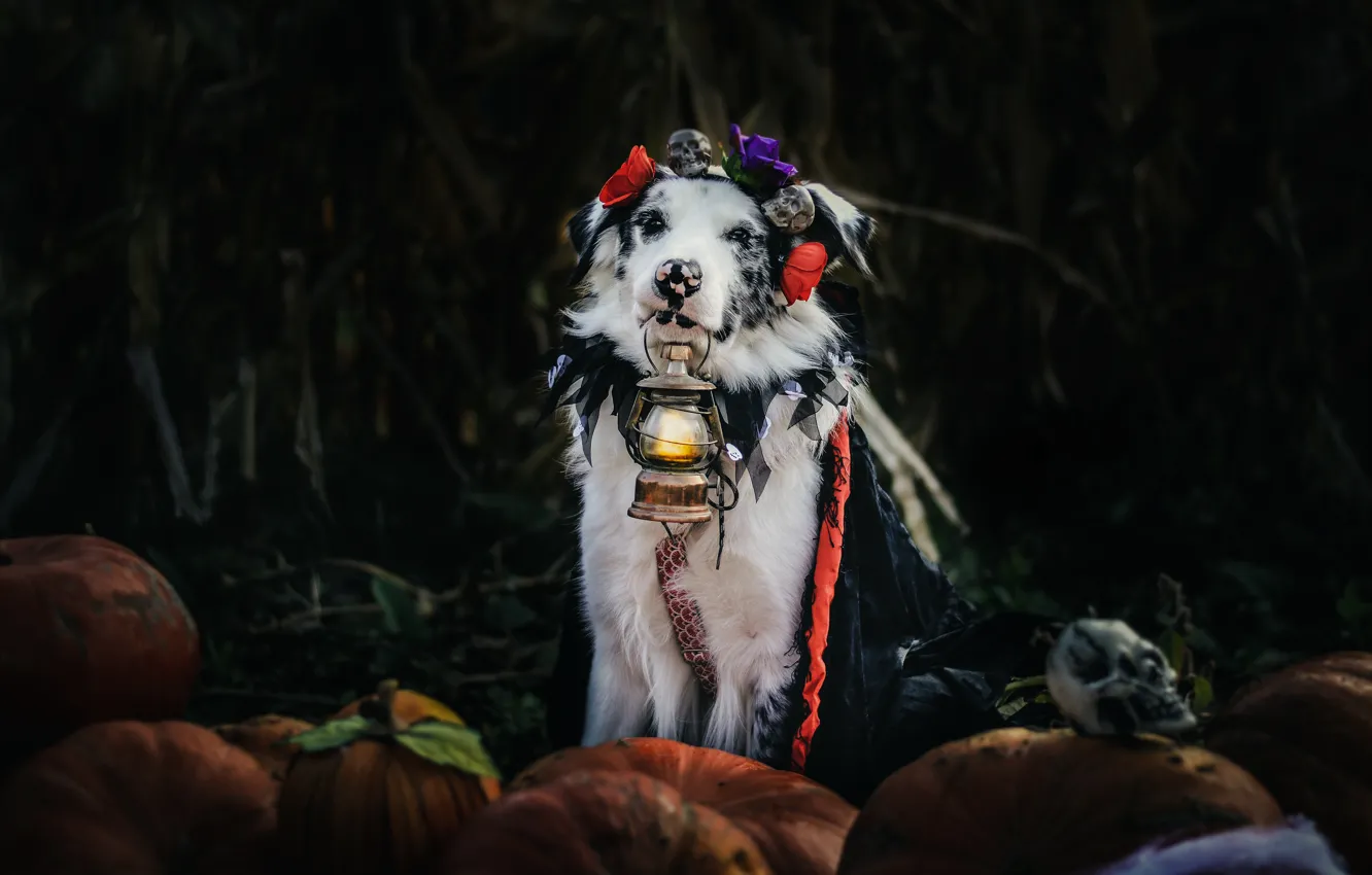 Фото обои осень, цветы, темный фон, праздник, собака, урожай, костюм, фонарь