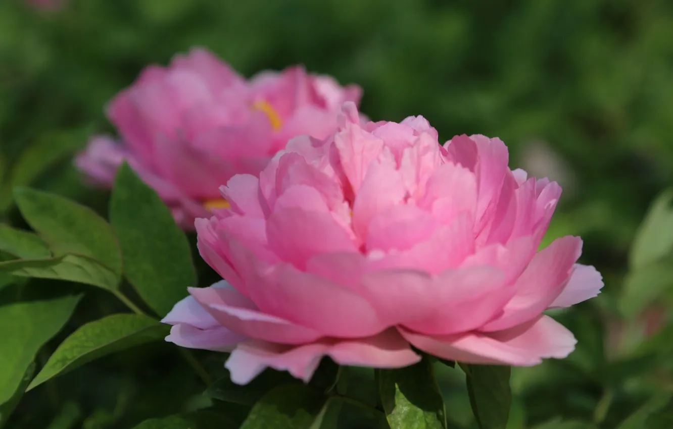 Фото обои размытость, розовые, пионы