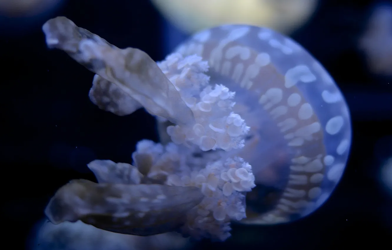 Фото обои вода, макро, океан, медуза, щупальца, подводный мир, темный фон.