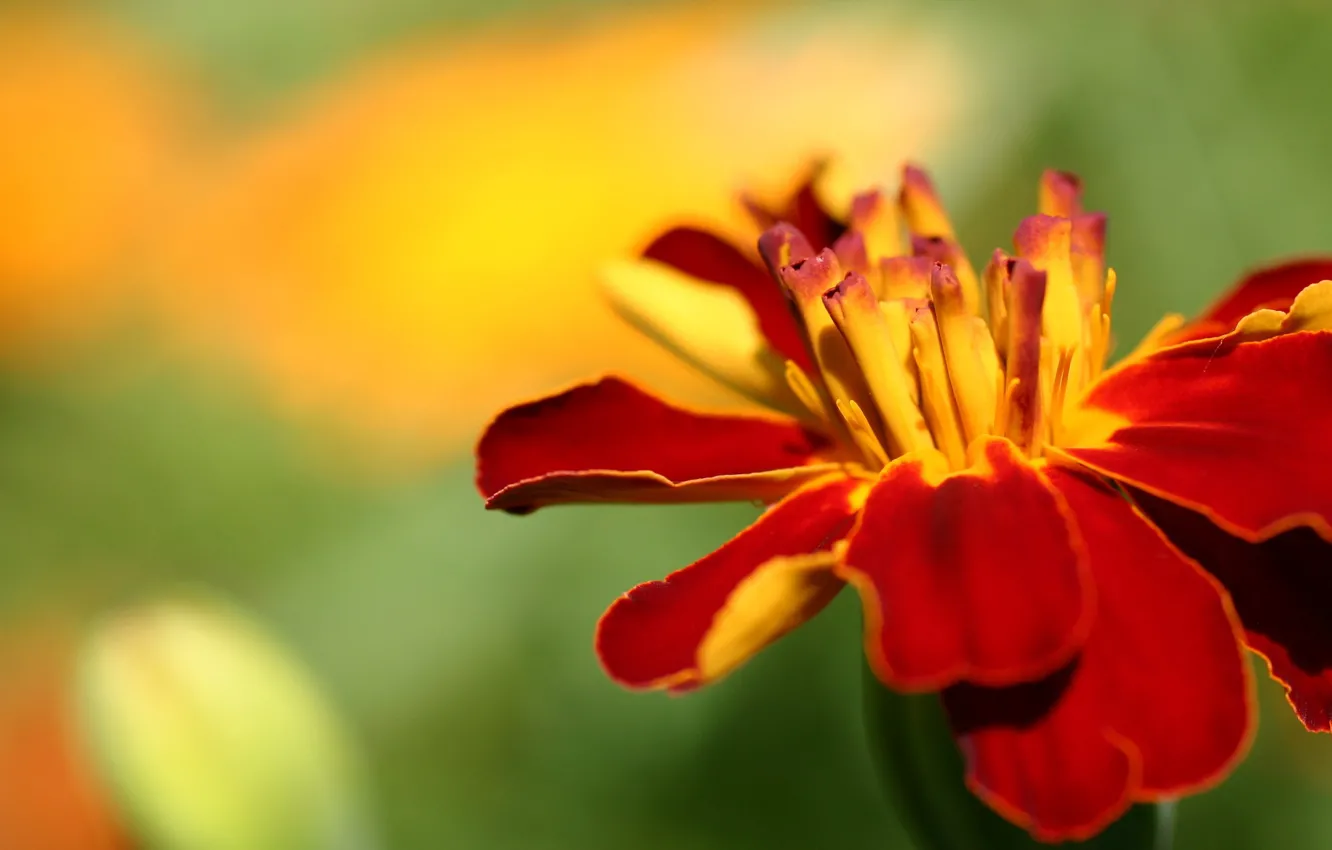 Фото обои flower, nature, scenery, garden, color, images