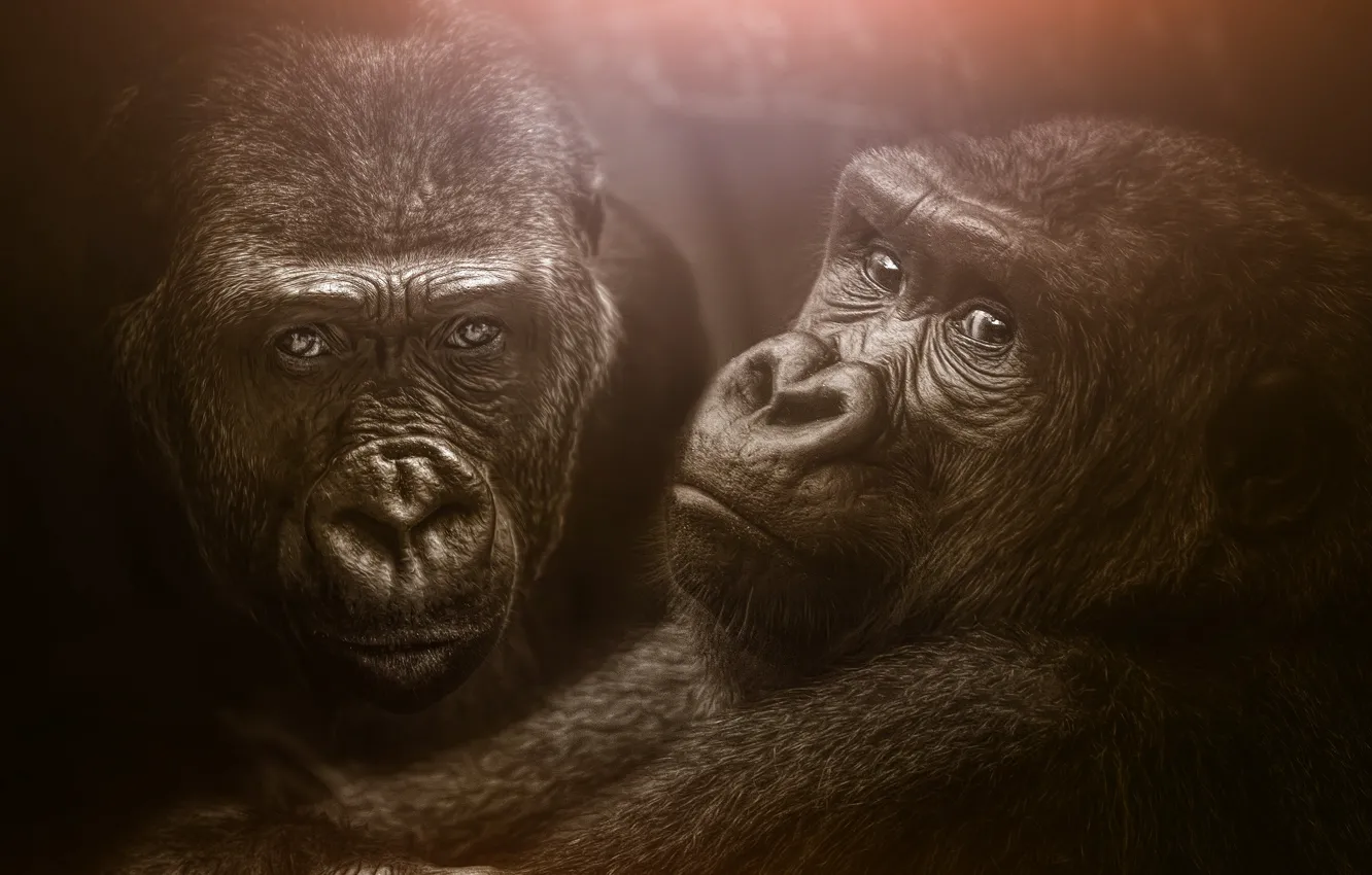 Фото обои обезьяны, парочка, гориллы