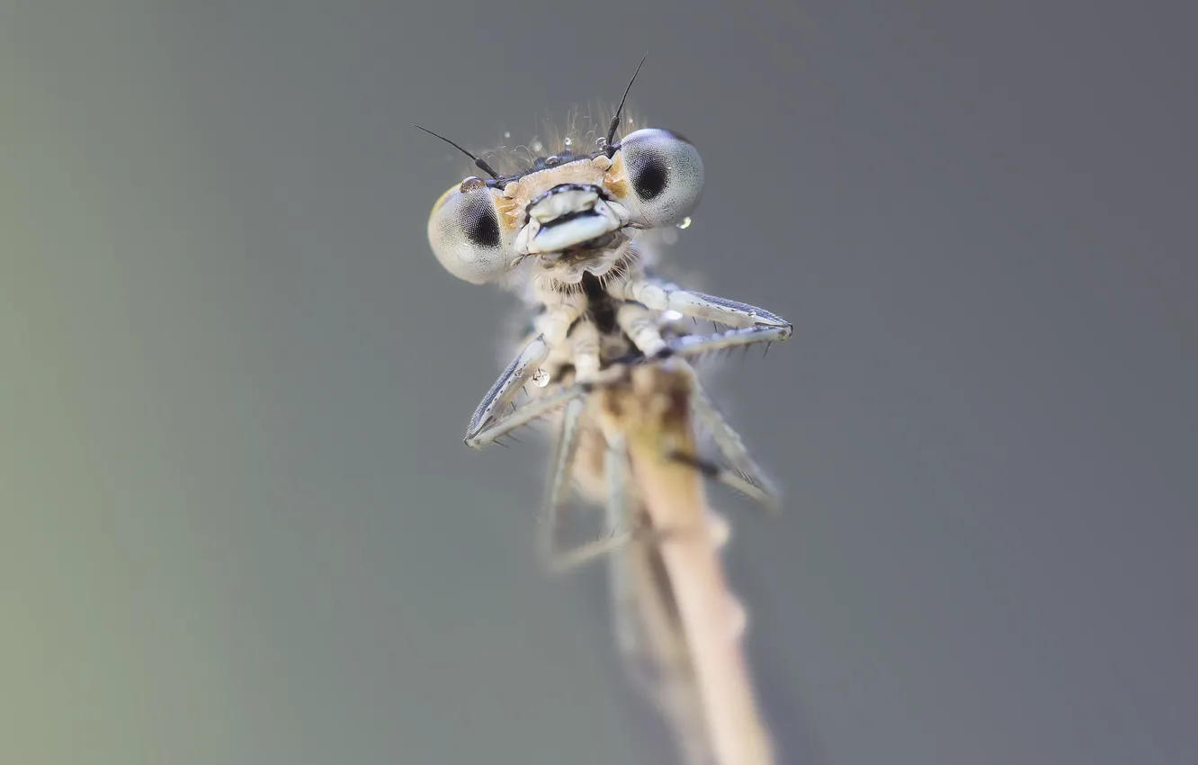 Фото обои природа, фон, Happy damselfly