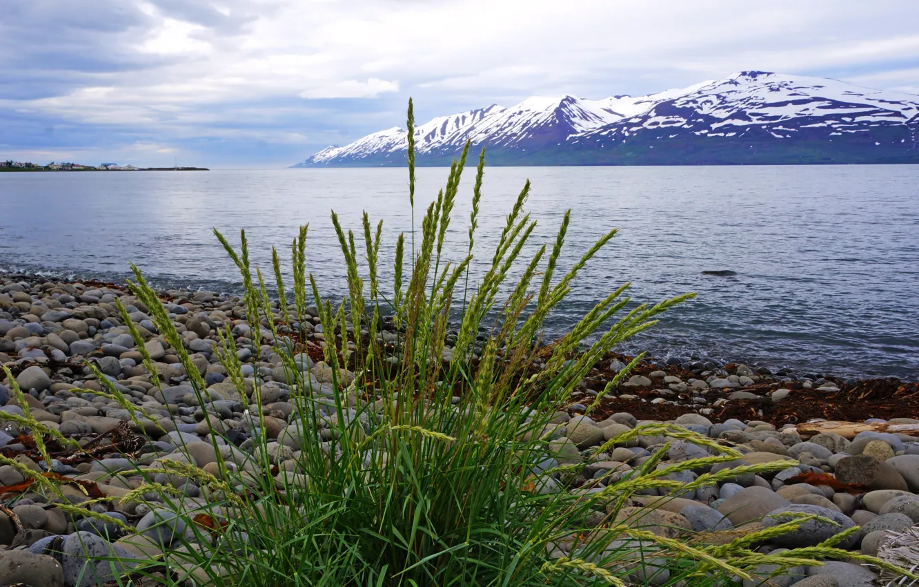 Фото обои трава, горы, камни, берег, ледник, Исландия, вдали