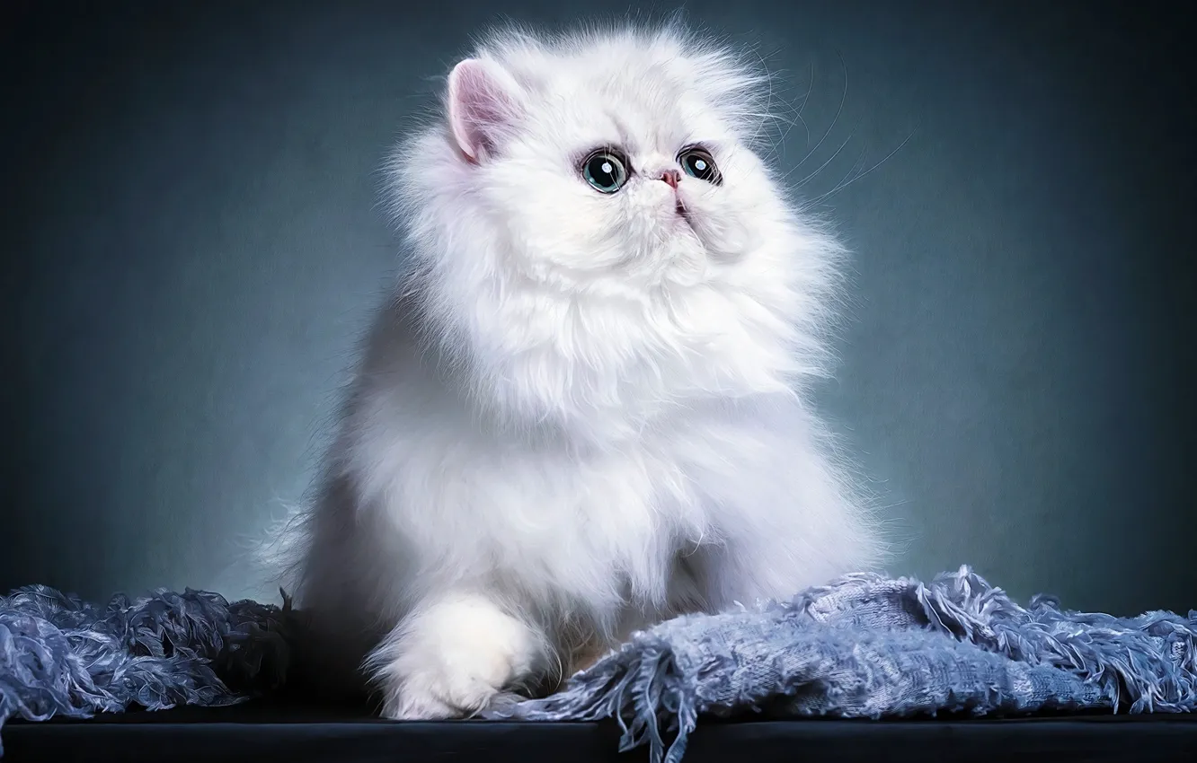 Фото обои кошка, взгляд, котенок, мордашка, персидский, экстремал, фотоарт