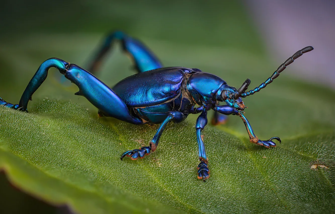Фото обои макро, синий, листок, жук, насекомое