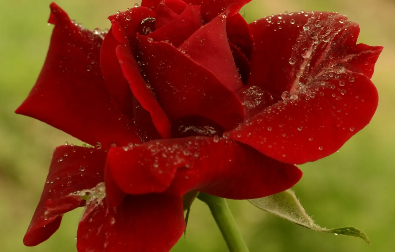 Фото обои капли, Роза, red, rose, красная, боке, drops, boke