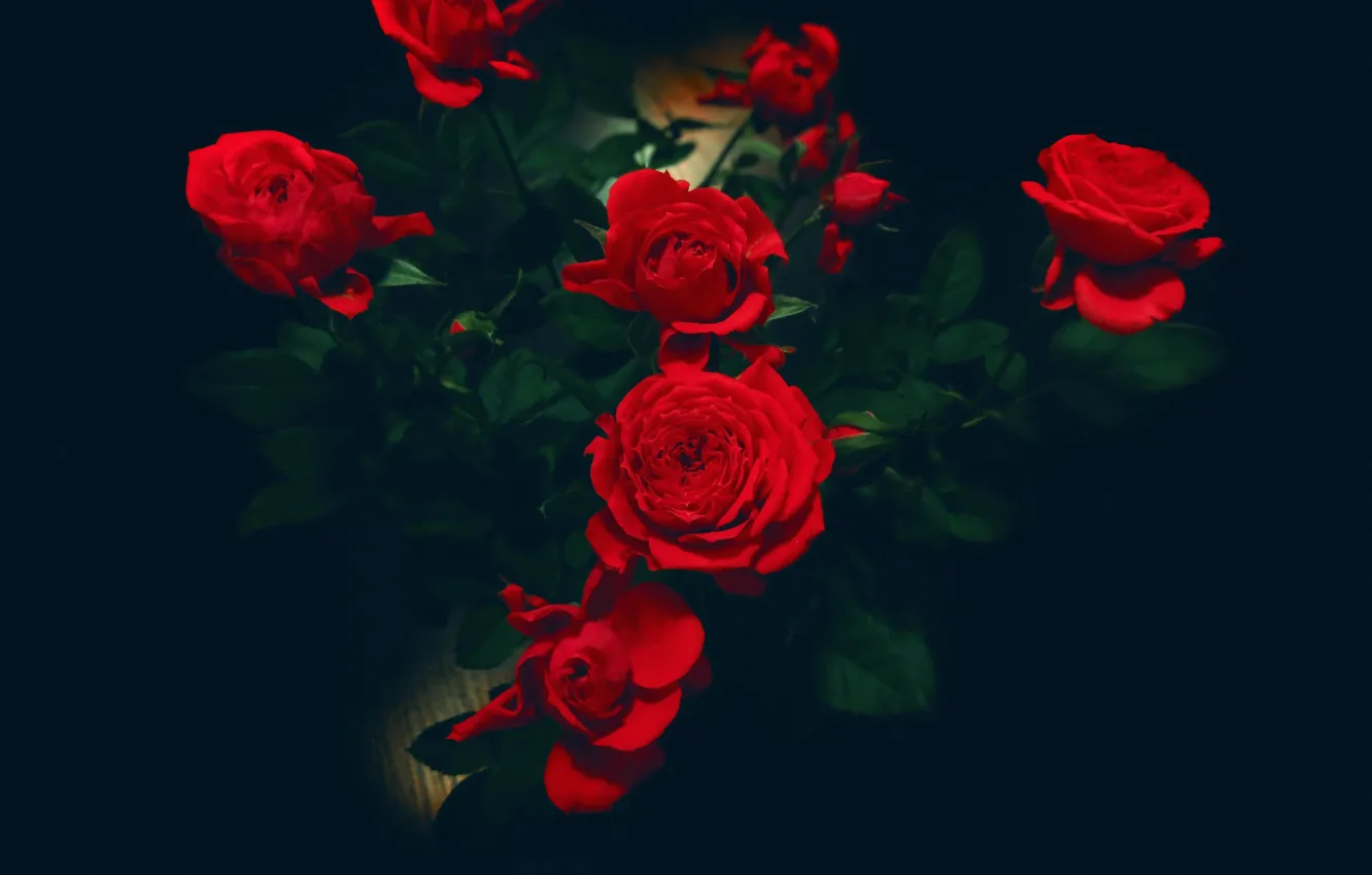 Фото обои розы, букет, лепестки, бутон