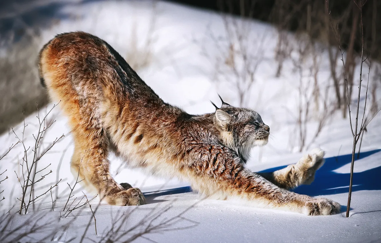 Фото обои кошка, снег, утро, зарядка, Рысь, Lynx, Канадская рысь
