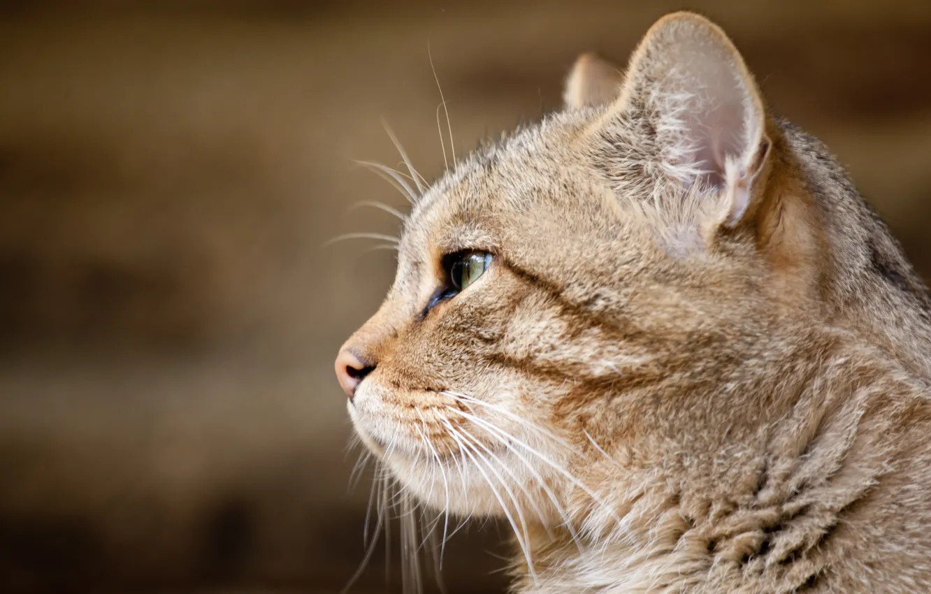 Фото обои морда, профиль, дикий кот, европейская кошка