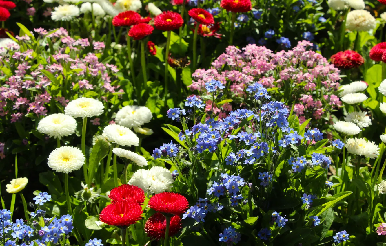 Фото обои garden, spring, blooming, colorfuff