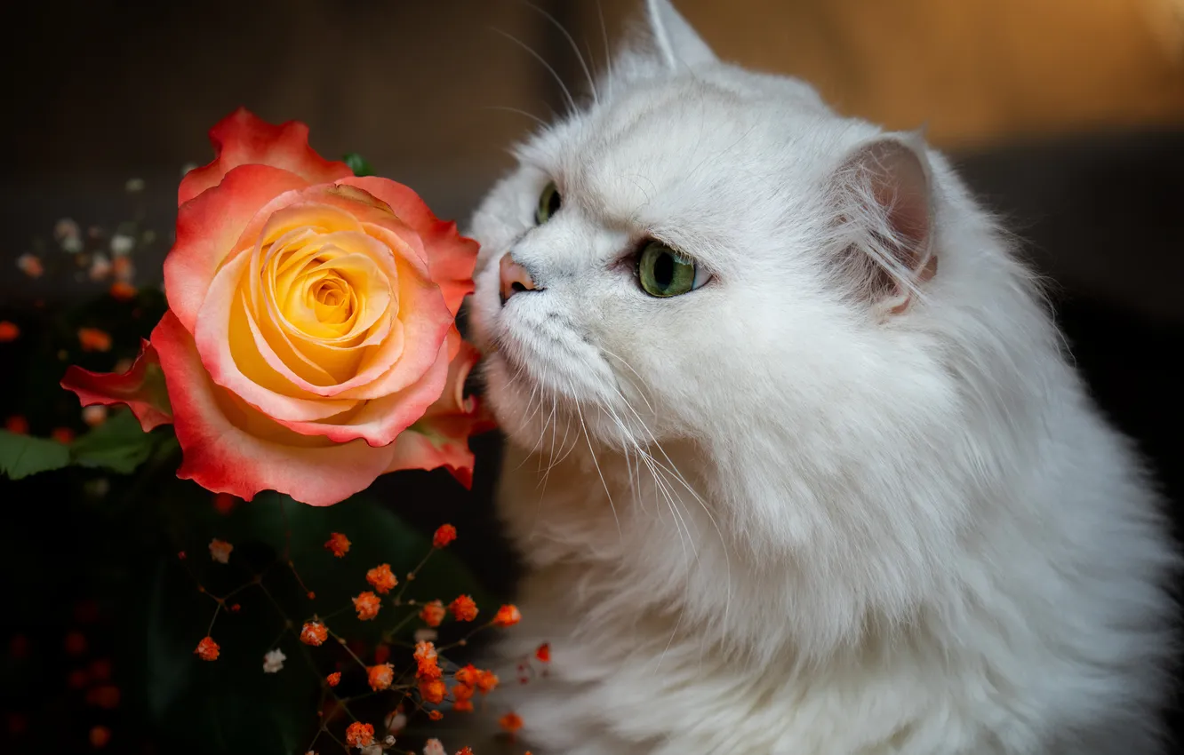 Фото обои белый, роза, Кот, британец