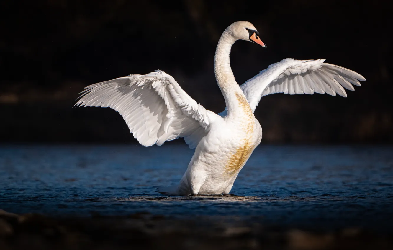 Фото обои белый, темный фон, птица, лебедь, водоем, взмах крыльев