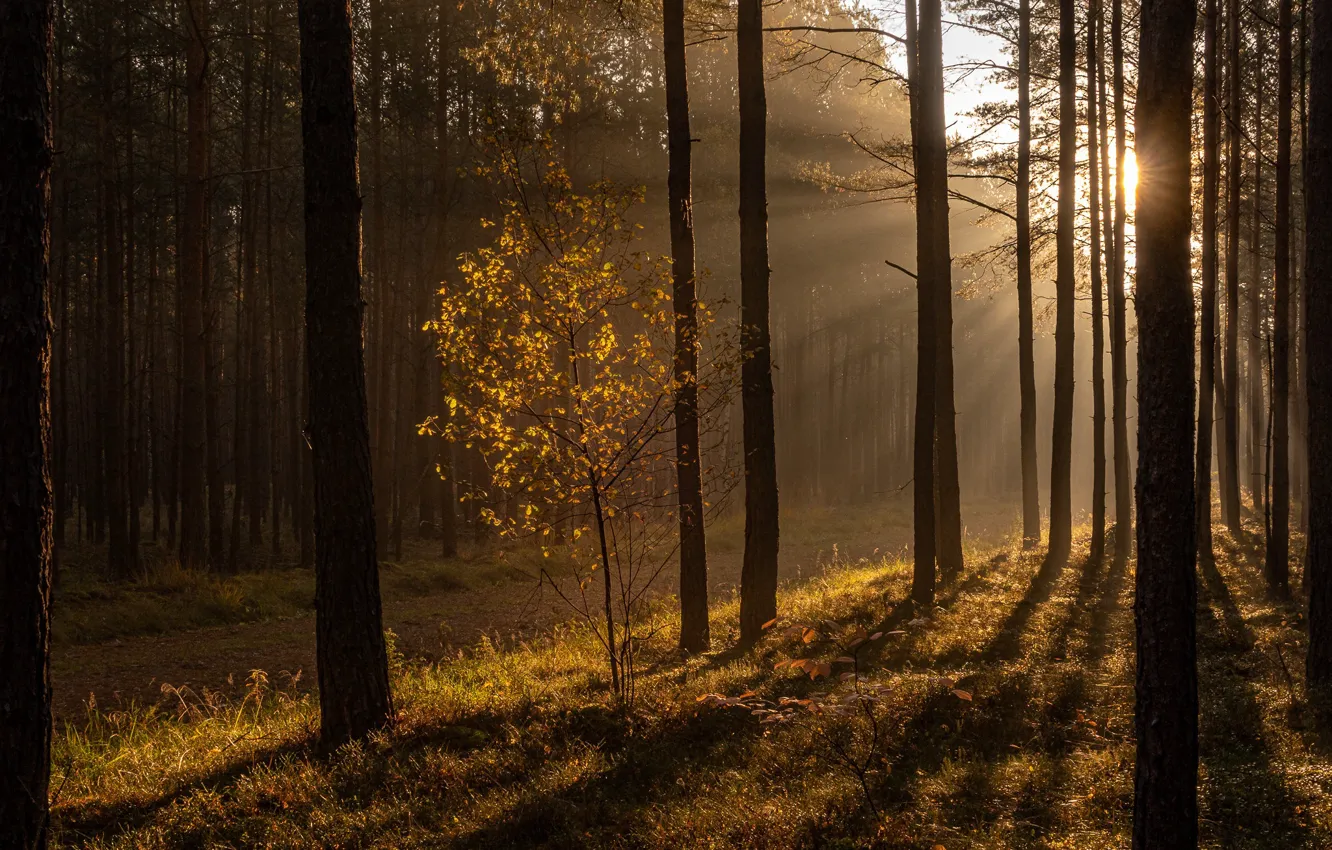 Фото обои осень, лес, свет