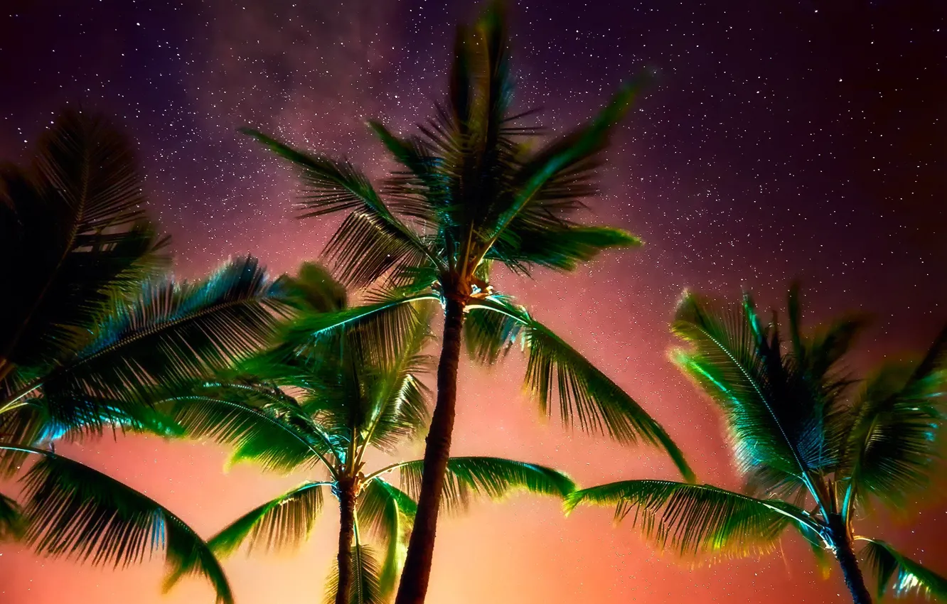 Фото обои небо, звезды, ночь, пальмы, листва