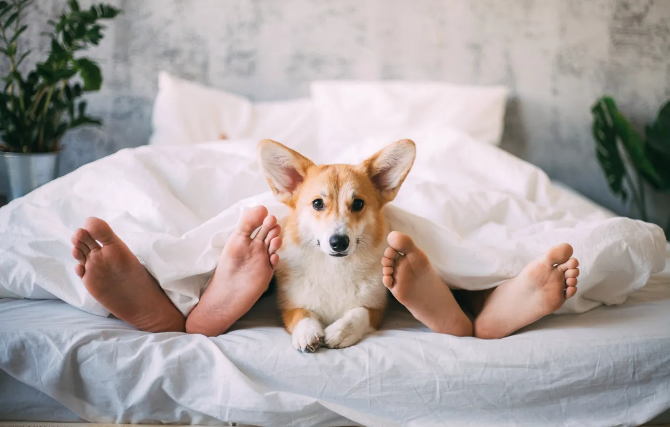 Фото обои ноги, собака, постель