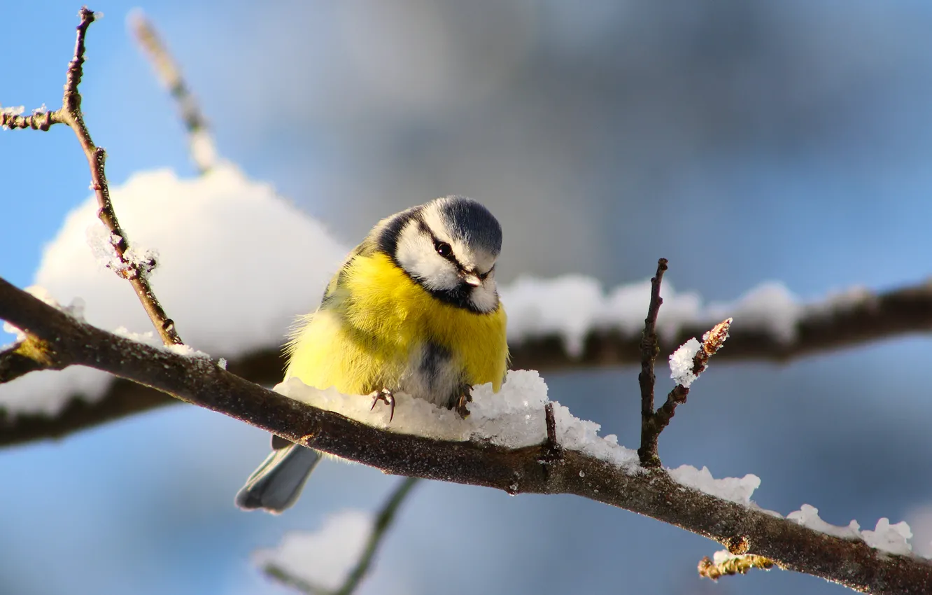 Фото обои зима, снег, ветки, птица, синица