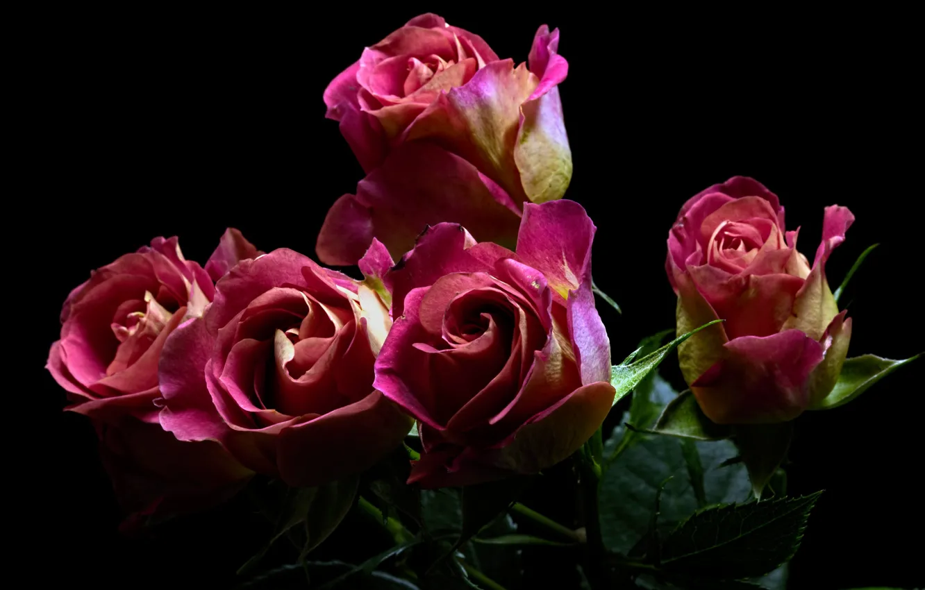 Фото обои листья, черный фон, розовые розы