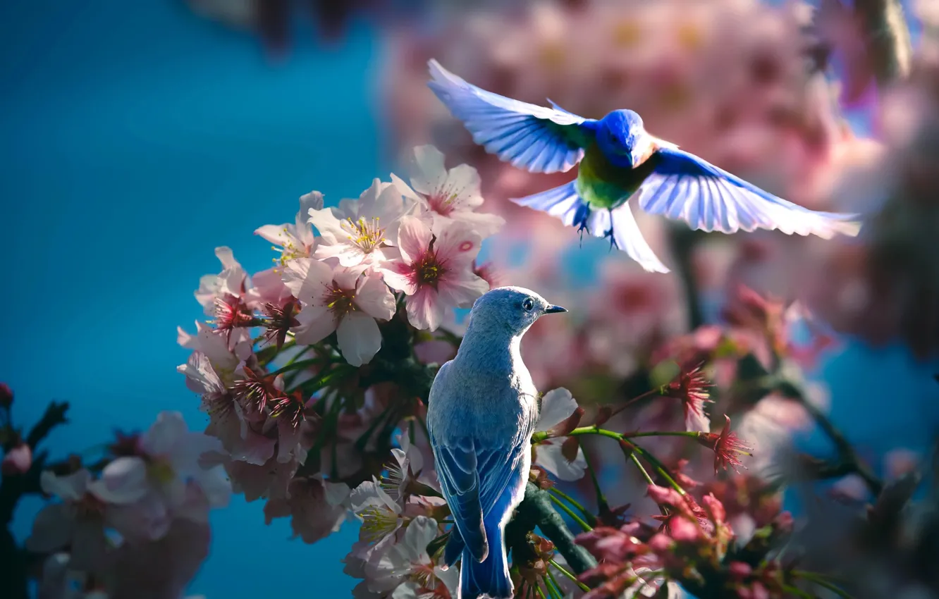 Фото обои птицы, ветки, природа, весна, пара, цветение, Thai Phung