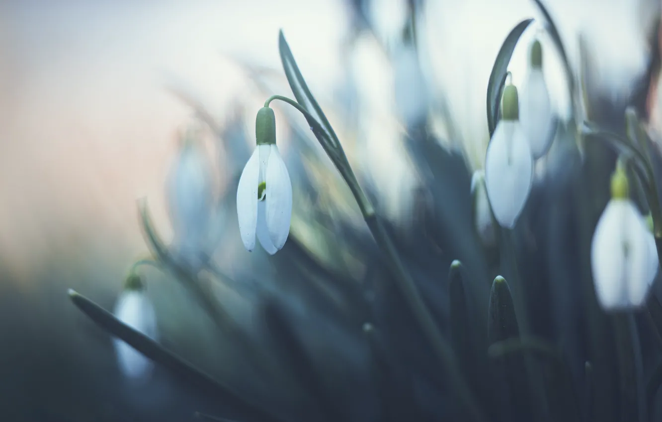 Фото обои цветы, размытие, весна, подснежники, белые, бутоны, боке