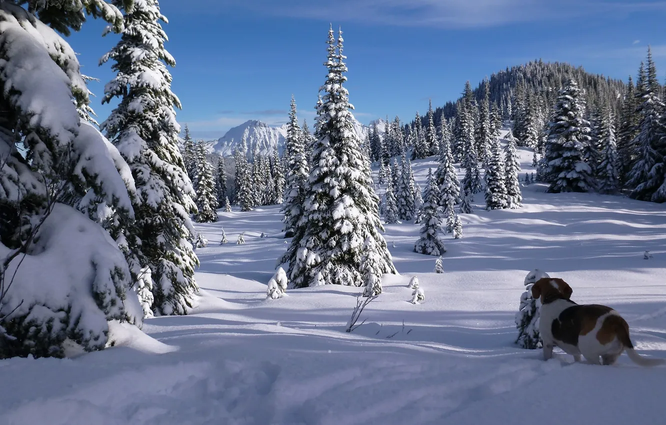 Фото обои зима, лес, снег, деревья, горы, собака, ели, Канада