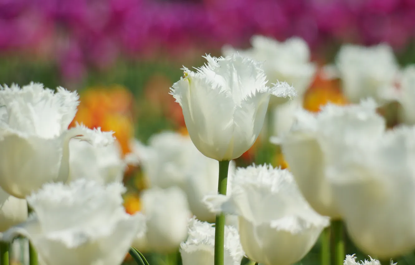 Фото обои цветы, фокус, тюльпаны, белые, приода