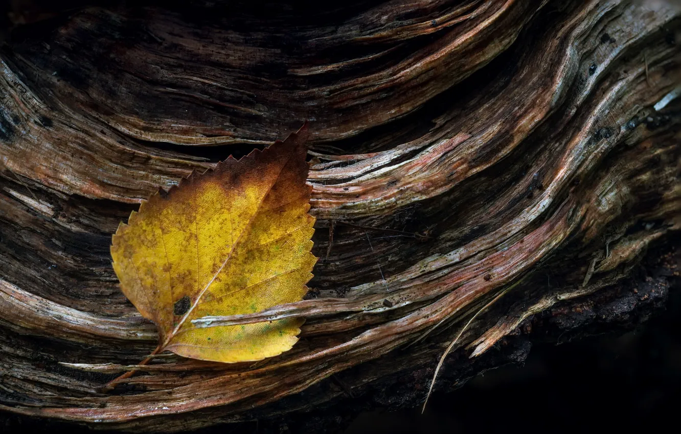 Фото обои осень, лист, дерево