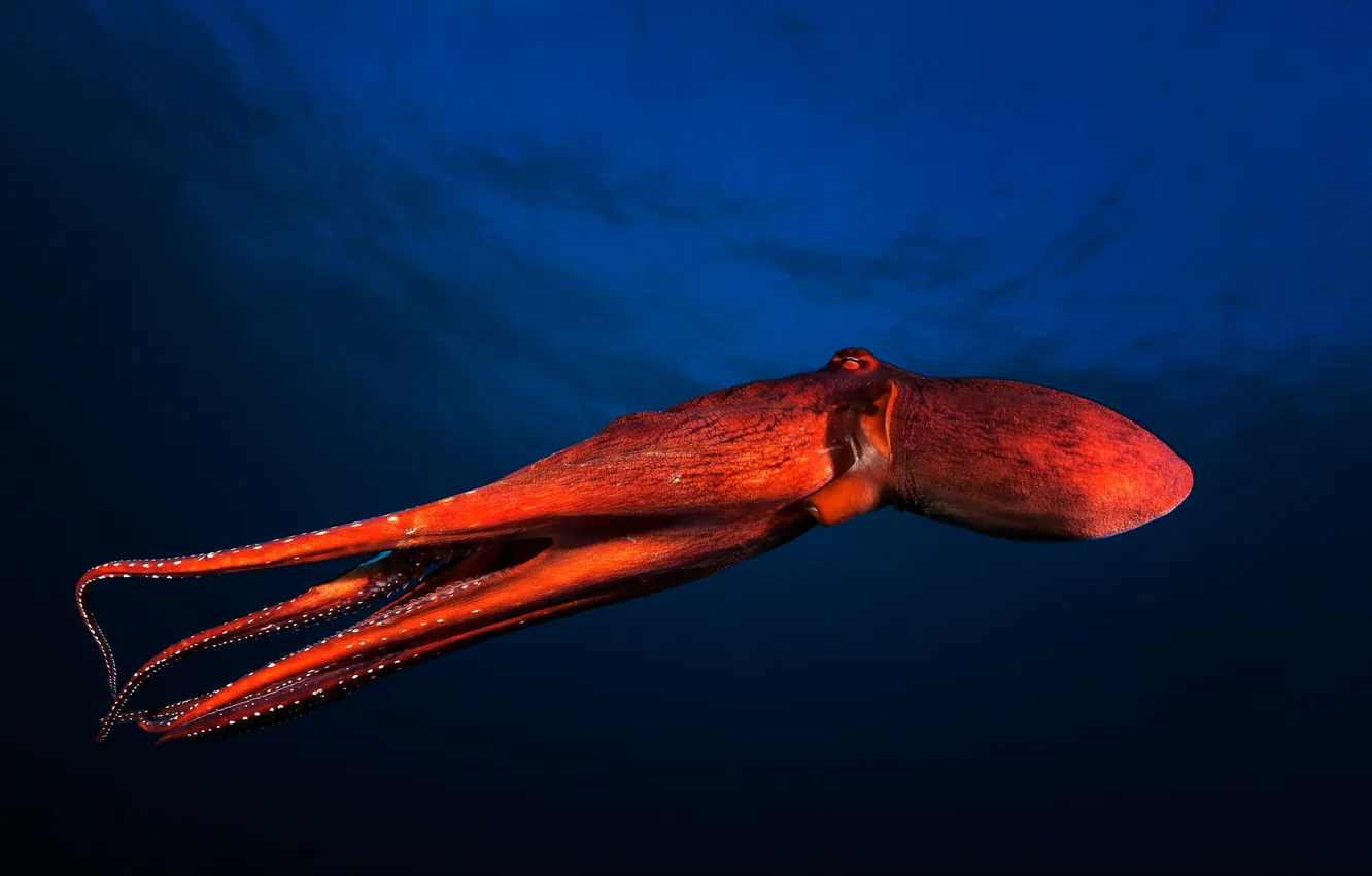 Фото обои море, природа, Red Octopus