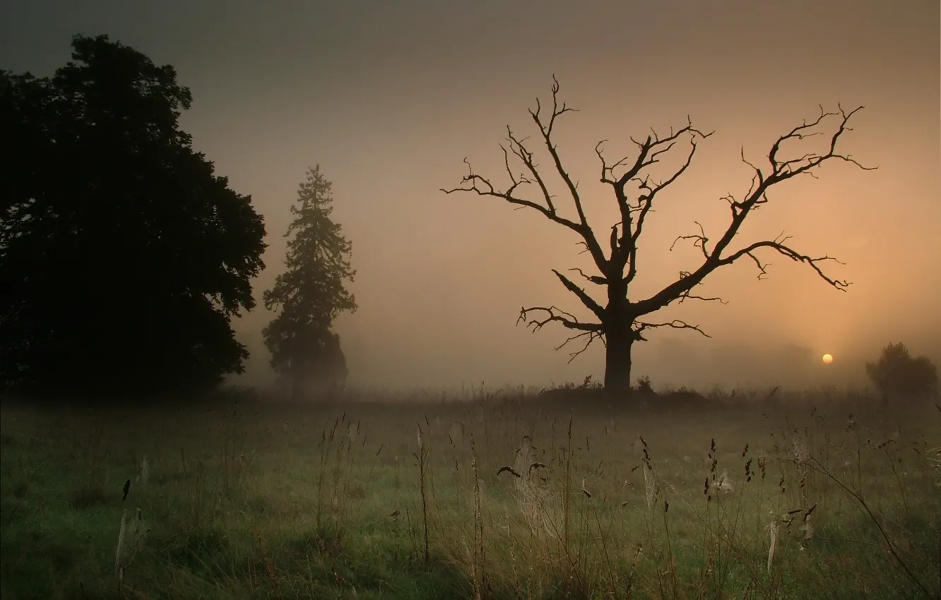 Фото обои туман, паутина, Дерево