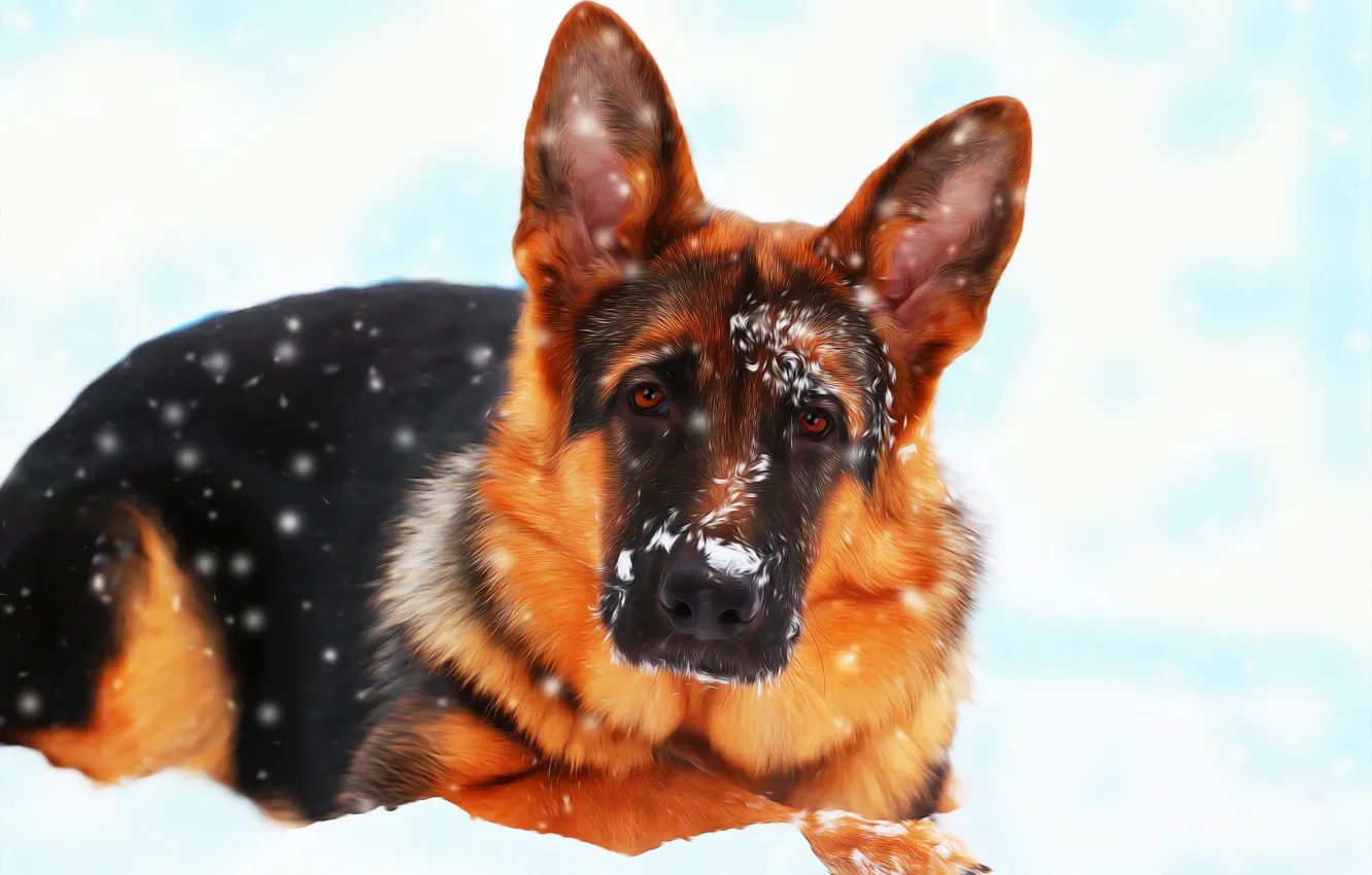 Фото обои снег, друг, собака, немецкая овчарка