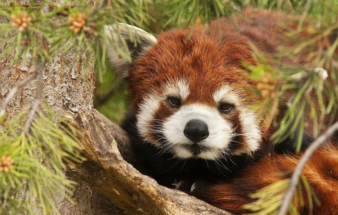 Фото обои иголки, ветки, дерево, красная панда, малая панда