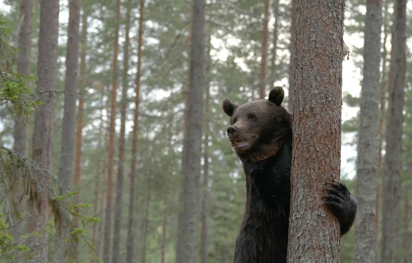 Фото обои лес, деревья, медведь, Топтыгин