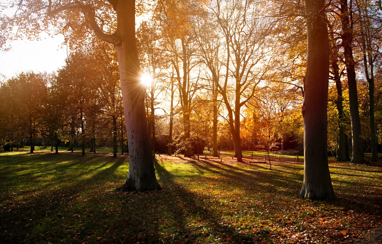 Фото обои осень, солнце, свет, деревья, закат, природа, парк, тени