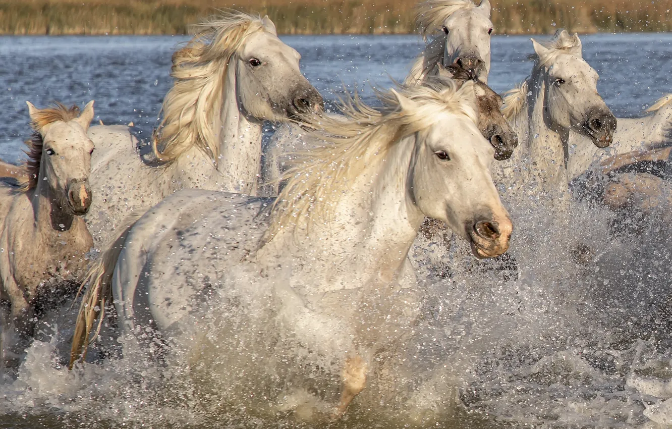 Фото обои животные, вода, брызги, природа, кони, лошади