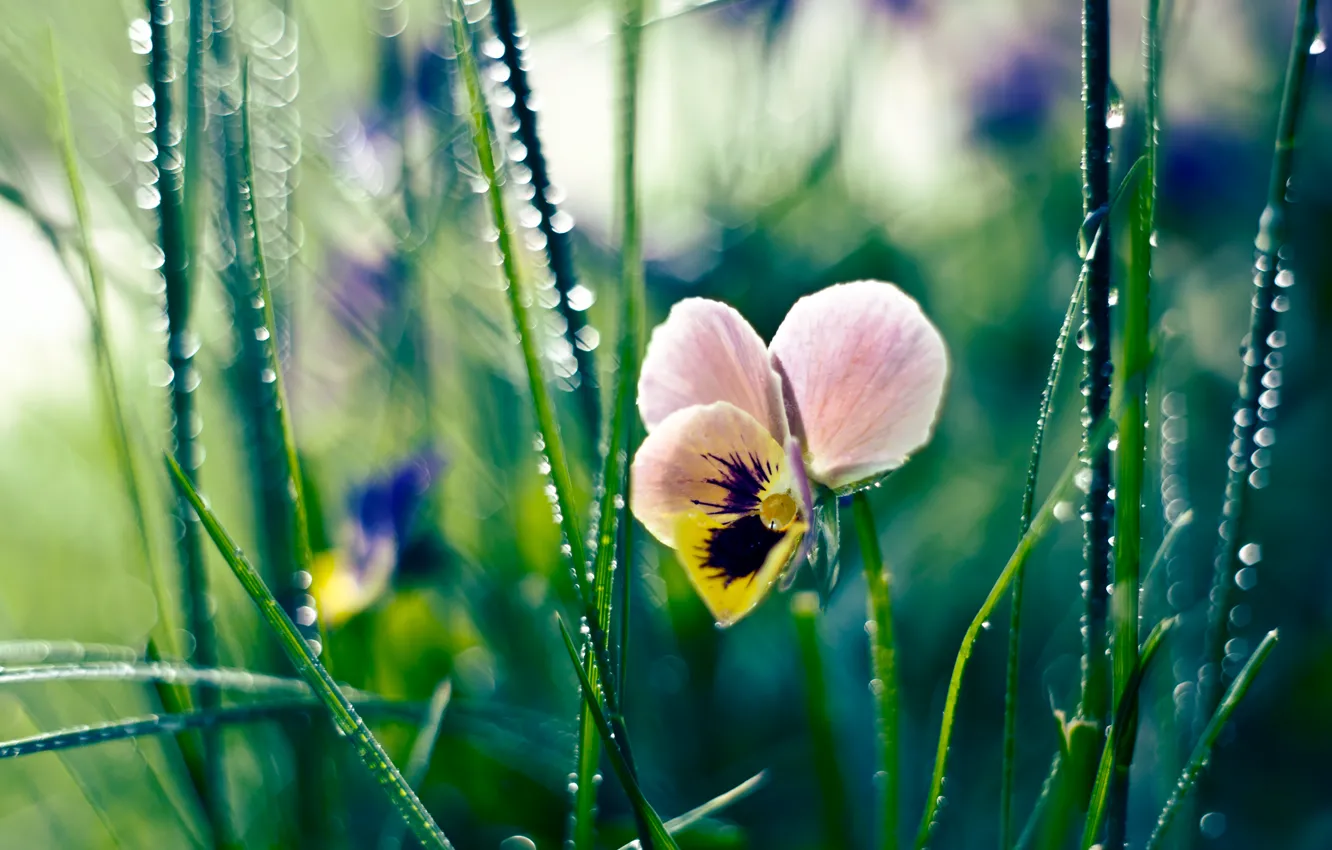 Фото обои цветок, трава, капли, роса, анютины глазки
