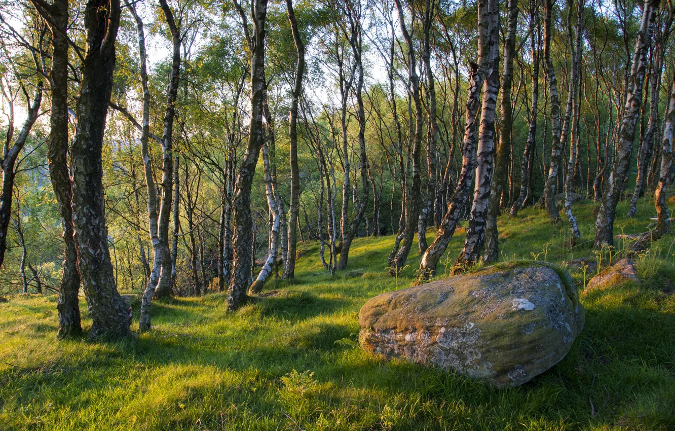 Фото обои лес, трава, деревья, камень, весна, валун