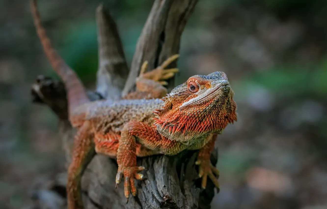 Фото обои природа, фон, Australian Bearded Dragon
