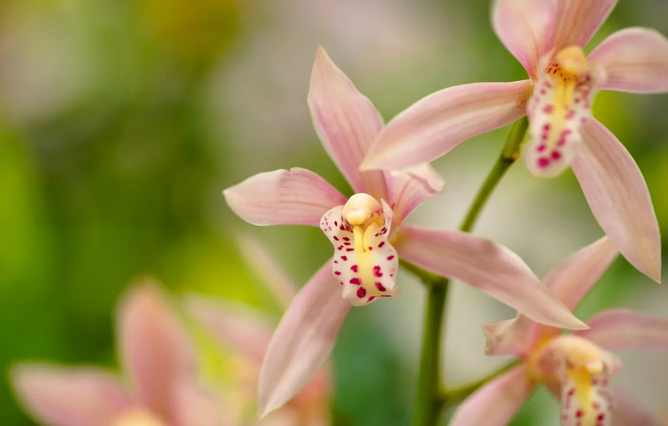Фото обои макро, лепестки, экзотика, орхидея, Цимбидиум