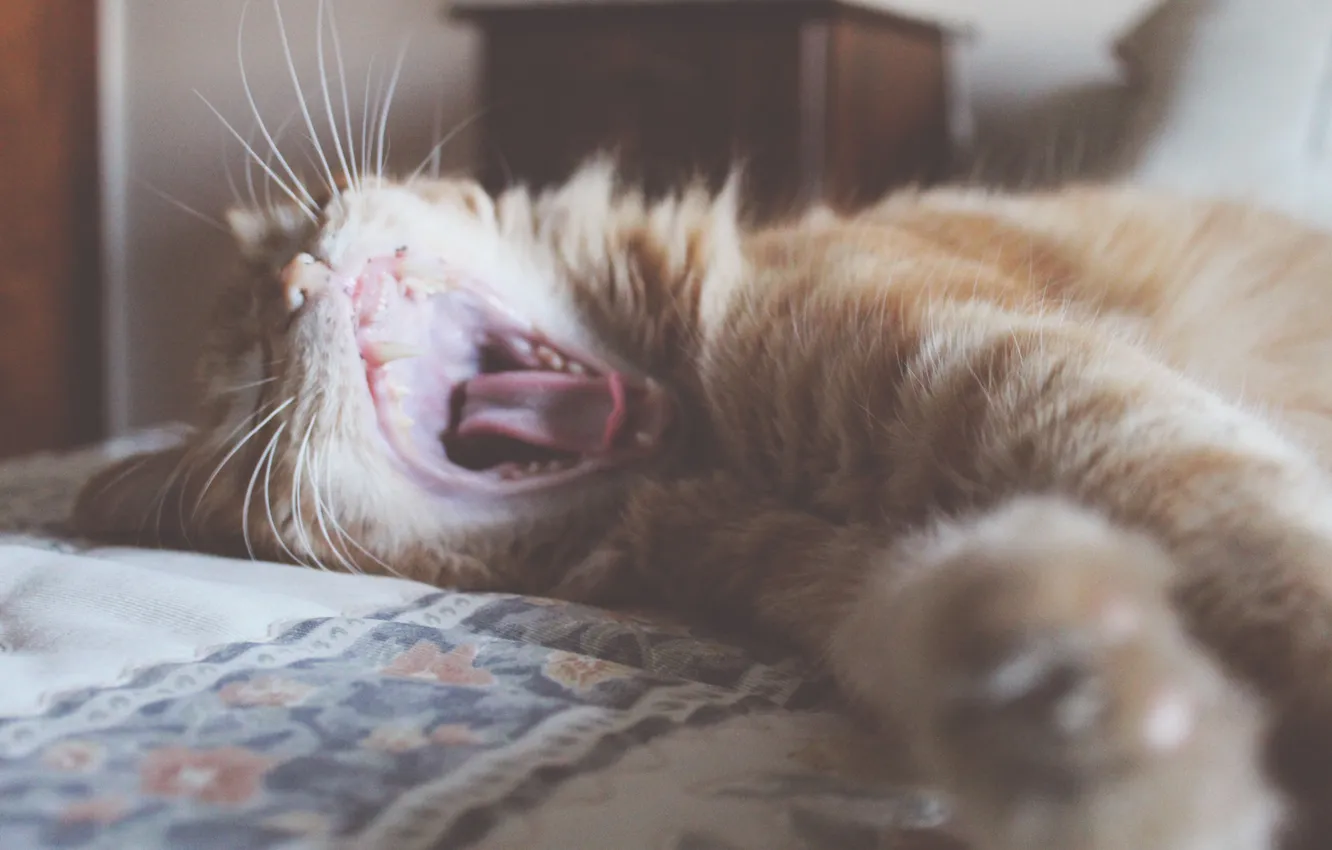 Фото обои кошка, кот, зубы, пасть, зевает, рыжый