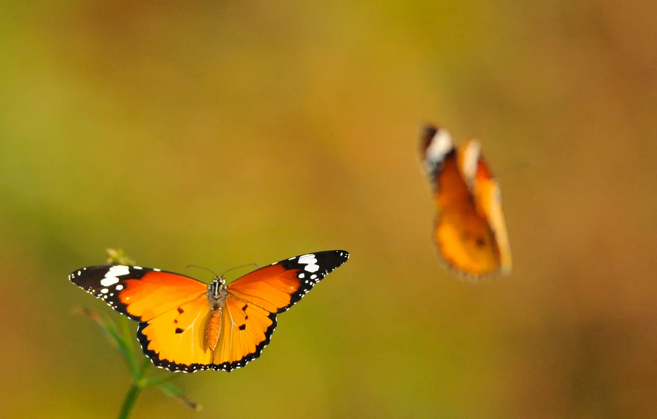 Фото обои макро, бабочки, две, крылья