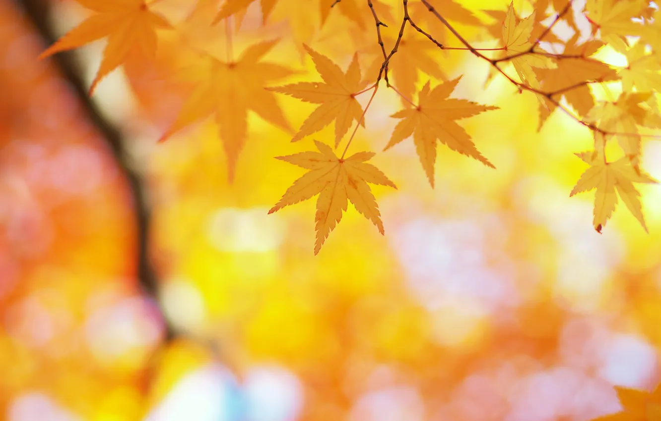 Фото обои осень, листья, свет, блики, ветка, размытость, жёлтые, листики