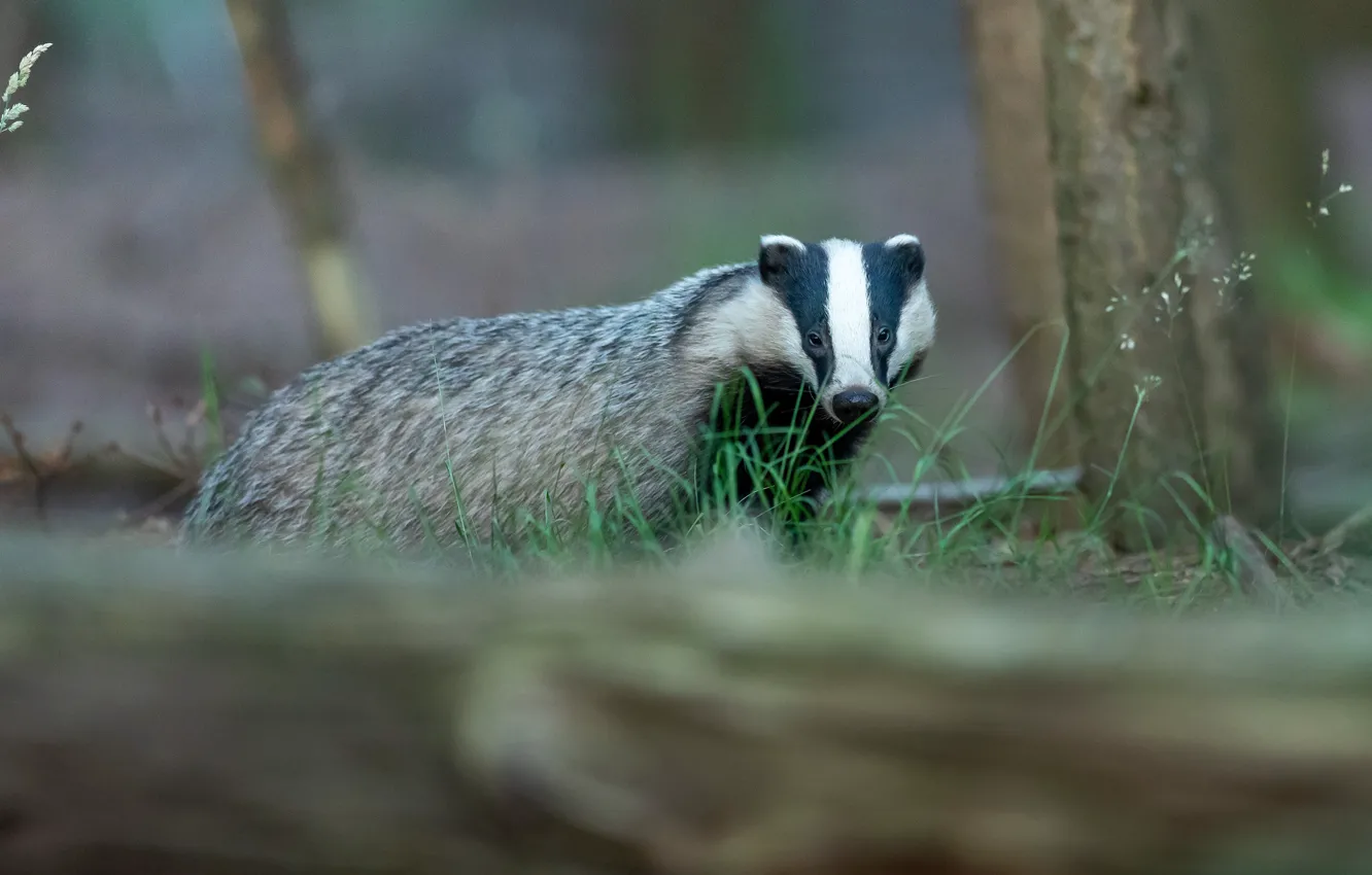 Фото обои лес, взгляд, природа, бревно, боке, барсук