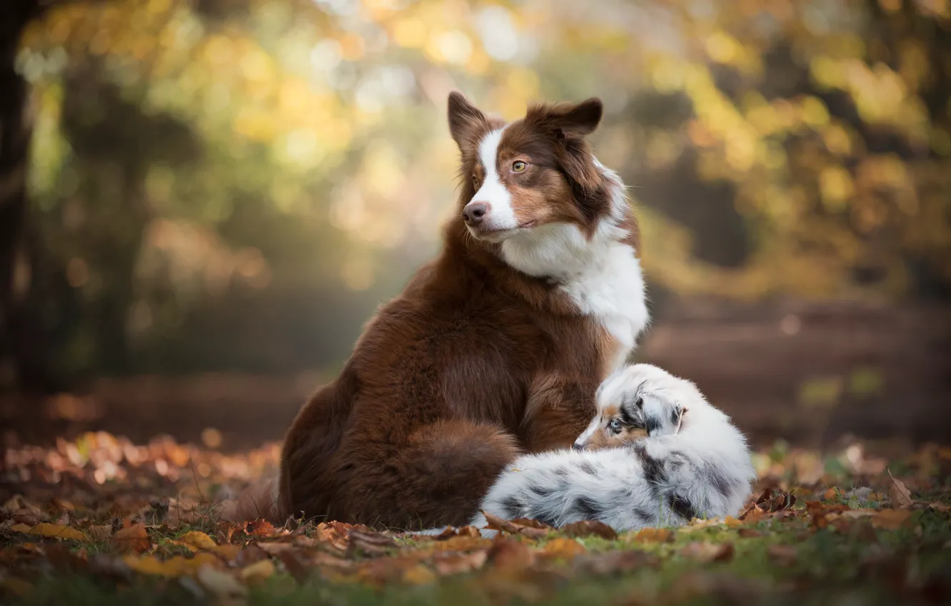 Фото обои осень, собаки, листья, листва, щенок, боке, Австралийская овчарка, Бордер-колли