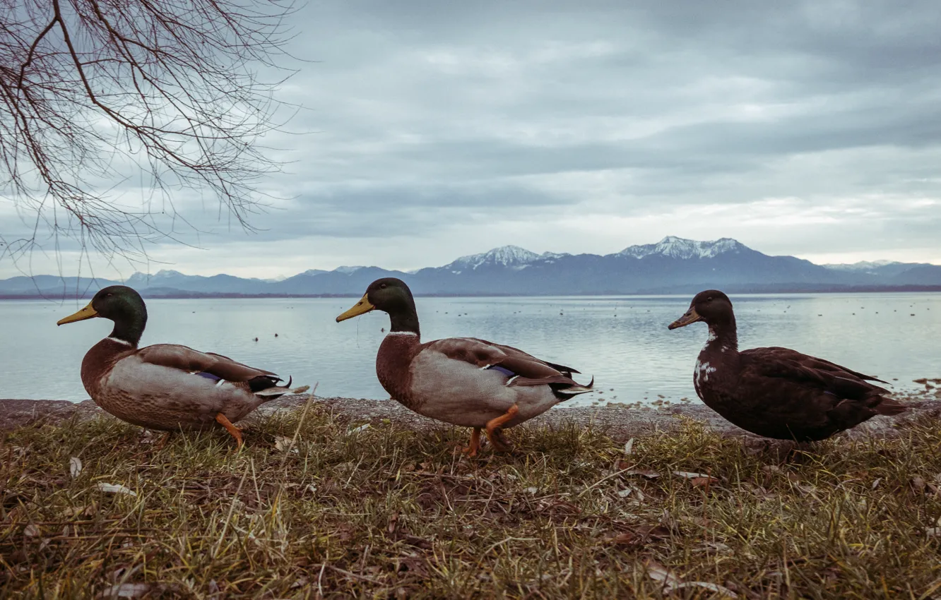 Фото обои nature, winter, mountains, mountain, birds, three, pond, ducks