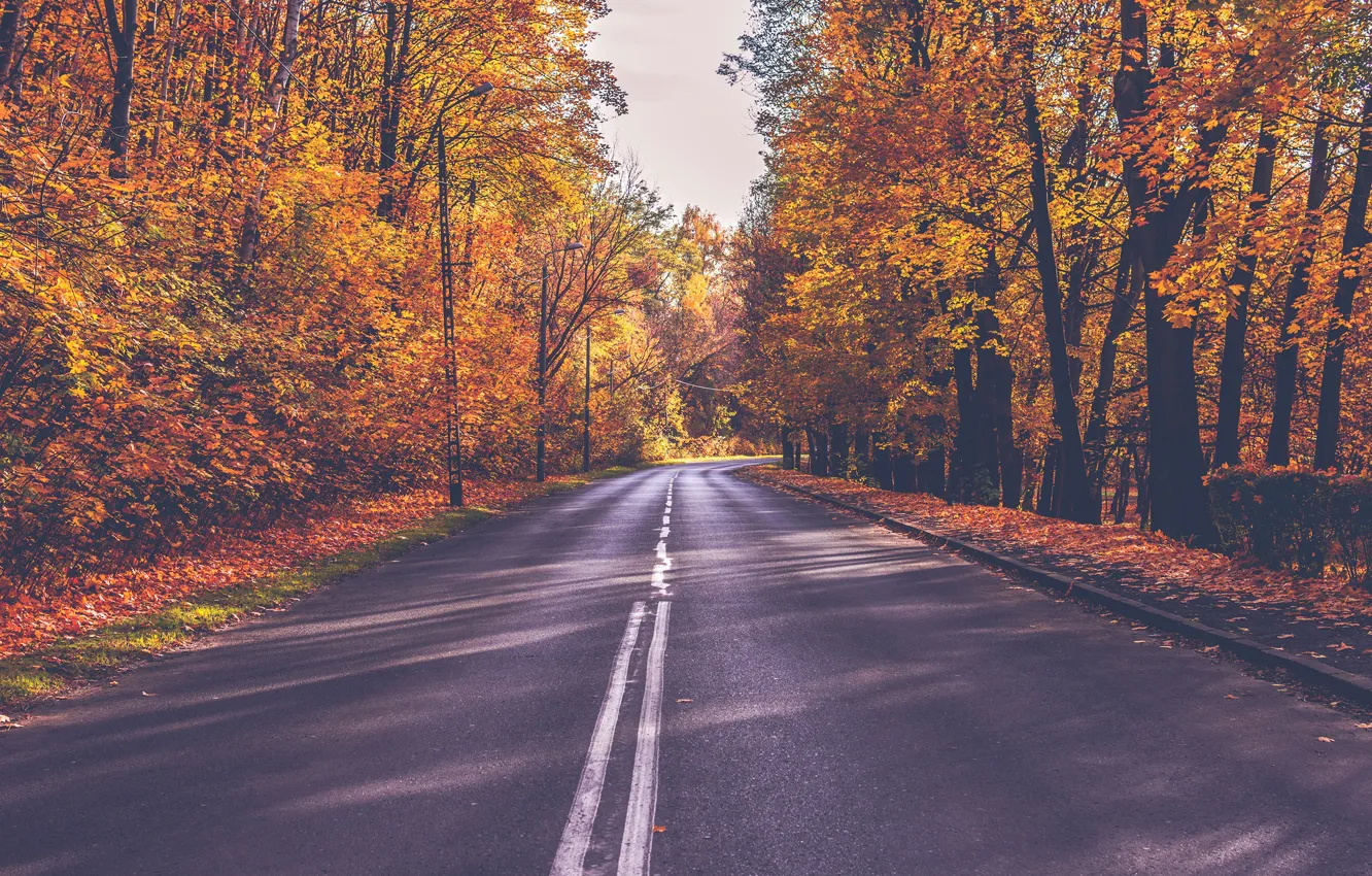 Фото обои дорога, осень, лес, листья, солнце, деревья, жёлтые