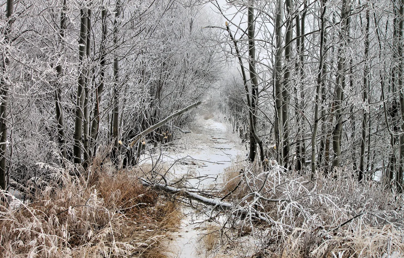 Фото обои зима, иней, лес, снег, просека, упавшее дерево