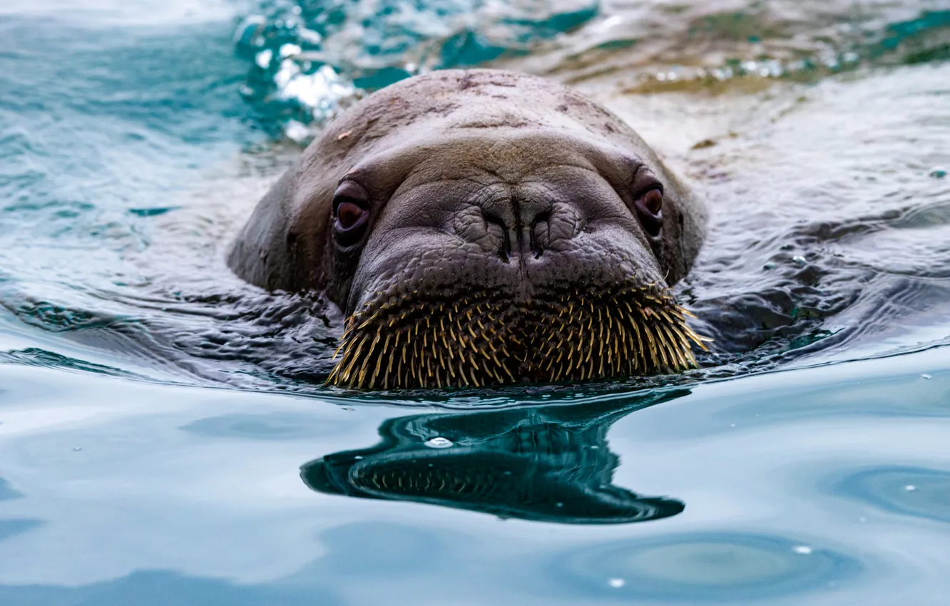 Фото обои взгляд, морда, вода, купание, морж, водоем