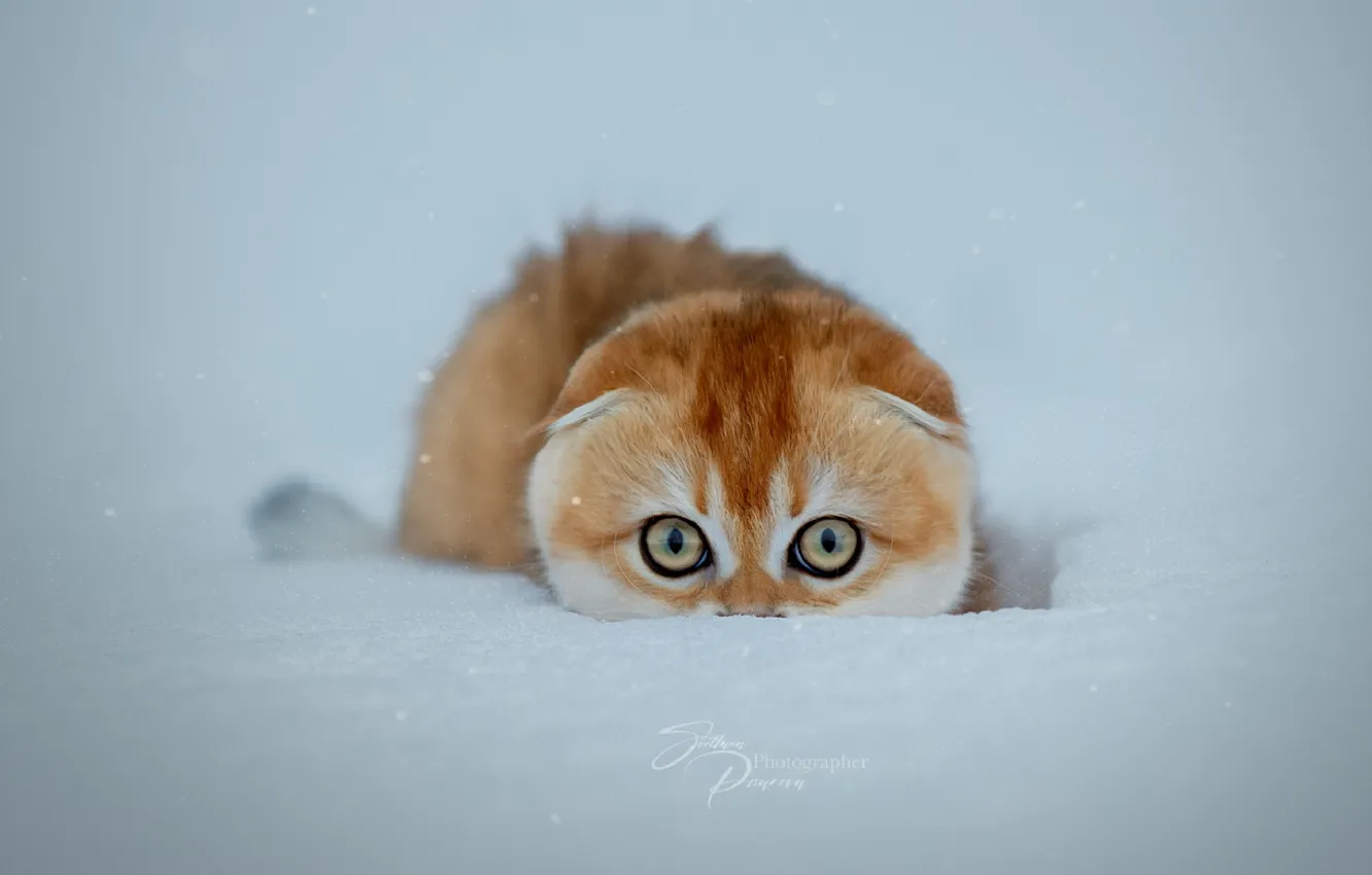 Фото обои зима, кошка, снег