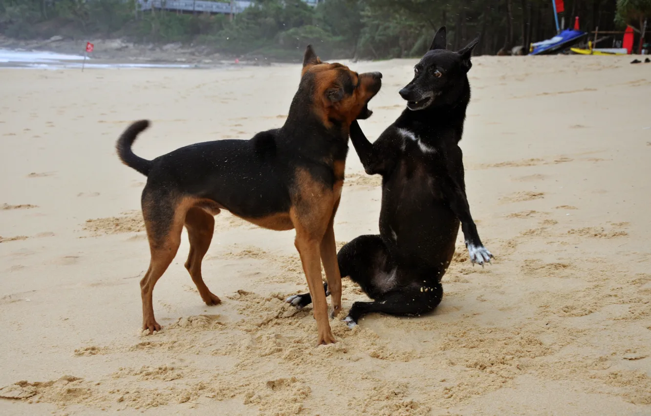 Фото обои собаки, пляж, игра