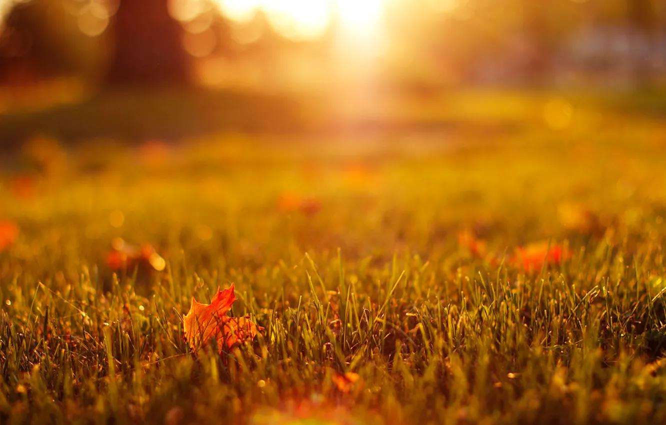 Фото обои осень, трава, листья, макро, свет, природа, газон, желтые