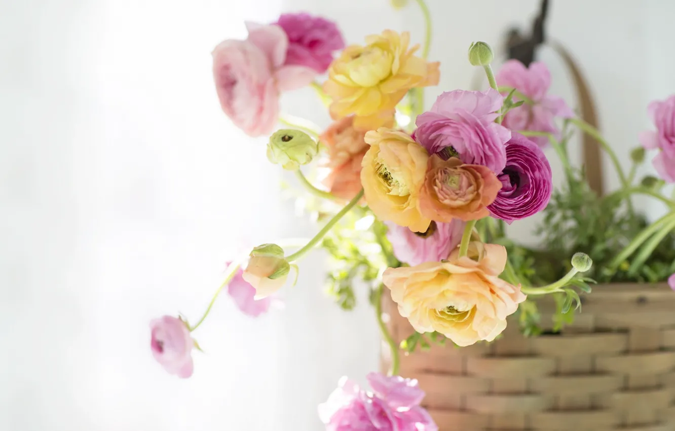 Фото обои цветы, букет, корзинка, ранункулюс, азиатский лютик